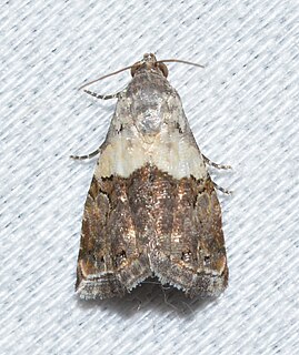 <i>Tripudia dimidata</i> Species of moth