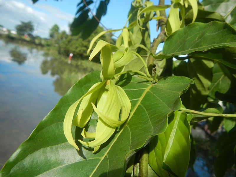 File:02413jfYlang-ylang Cananga odorata Bulacanfvf 25.jpg