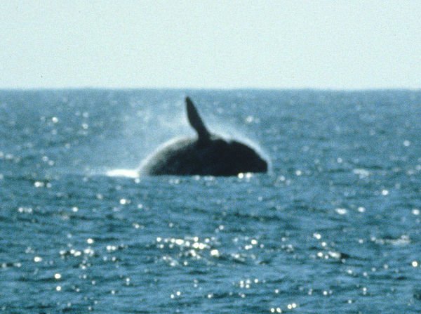 Breaching right whale, Half Moon Bay, California, March 20, 1982, photo by Jim Scarff