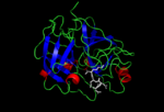 Vignette pour Entéropeptidase