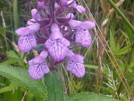 Tập_tin:1_Stachys_palustris_14_-_2011.07.20.jpg