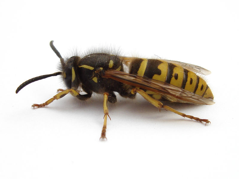 File:1 wasp 2007-04-25.jpg