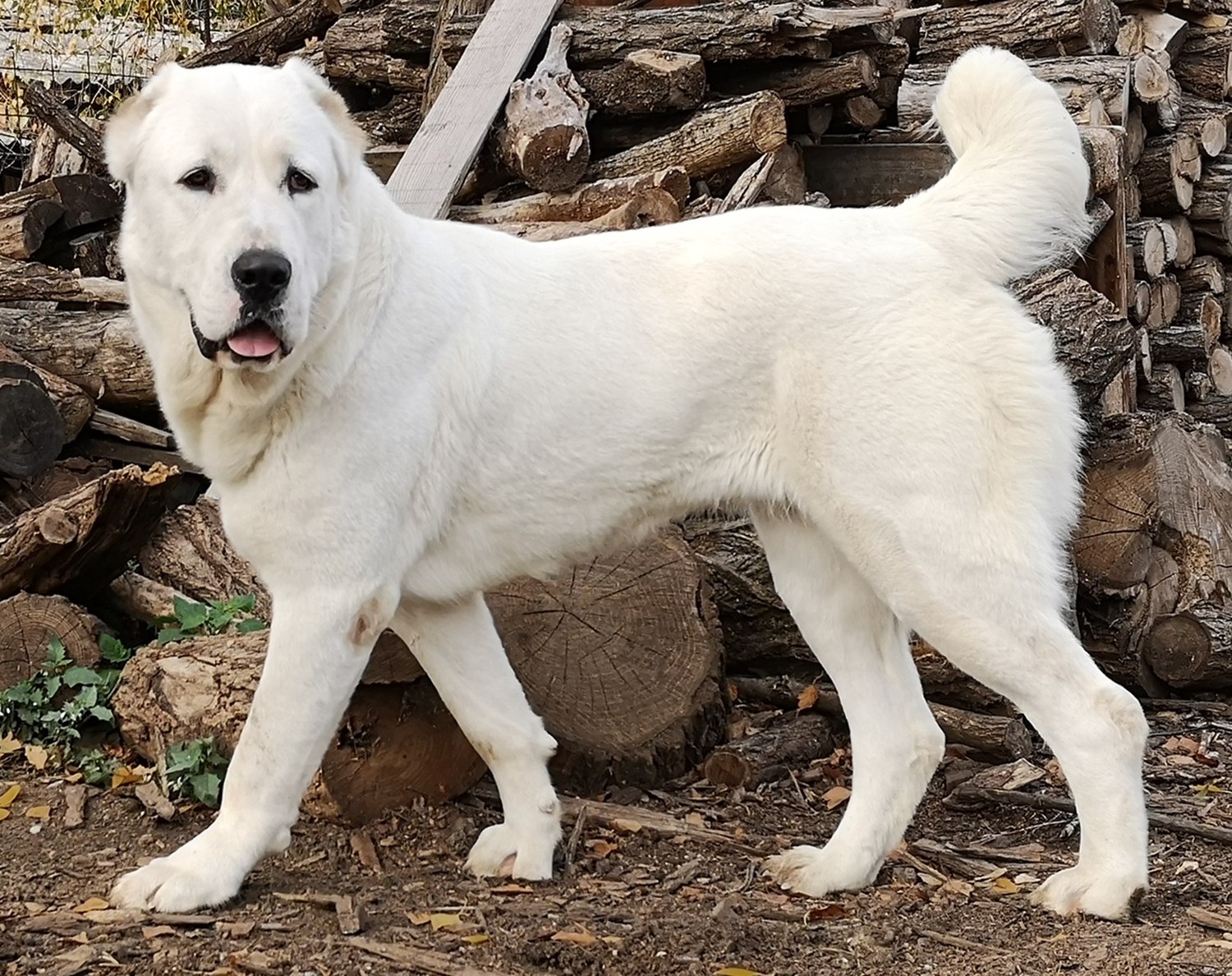 Russian livestock hot sale guardian dog