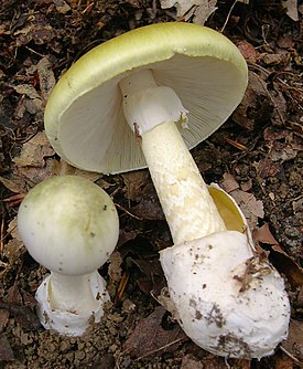 2005-09 Amanita phalloides crop.jpg