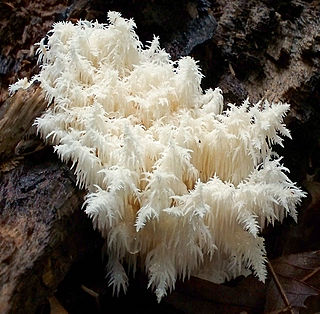 <i>Hericium coralloides</i> Species of fungus