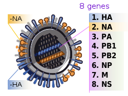 Influenssa A -viruksen geenit