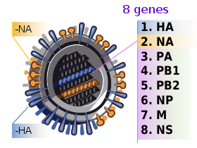2009 H1N1 influenza virus genetic-num.svg