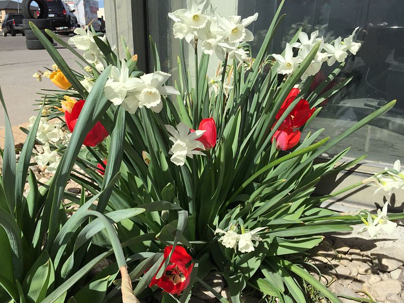 File:2015-03-31 10 22 20 Red tulips and white daffodils along Idaho Street (Interstate 80 Business) in Elko, Nevada.JPG