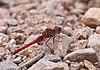 Fonscolombii Sympetrum