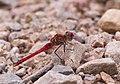 * Nomination Frühe Heidelibelle - Sympetrum fonscolombii, Männchen (male) --Hockei 21:05, 10 June 2015 (UTC) * Promotion Good quality. --Uoaei1 06:15, 11 June 2015 (UTC)