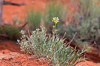 <i>Oreocarya</i> Genus of flowering plants in the borage family Boraginaceae