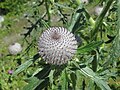 2017-07-19 Cirsium eriophorum (Woolly Thistle) at Umbal falls, Tyrol