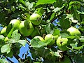 2017-07-28 Malus domestica (apples) west from old farmhouse Bichl at Haltgraben in Frankenfels