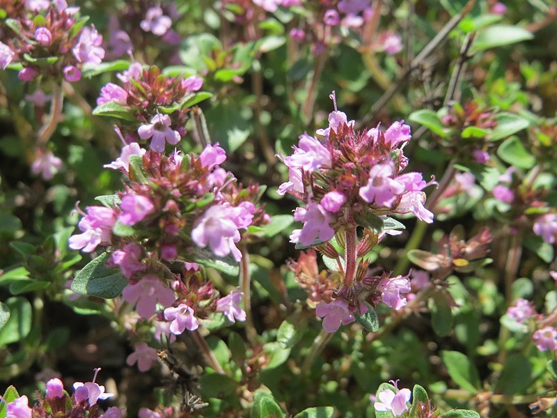 File:20170807Thymus pulegioides4.jpg