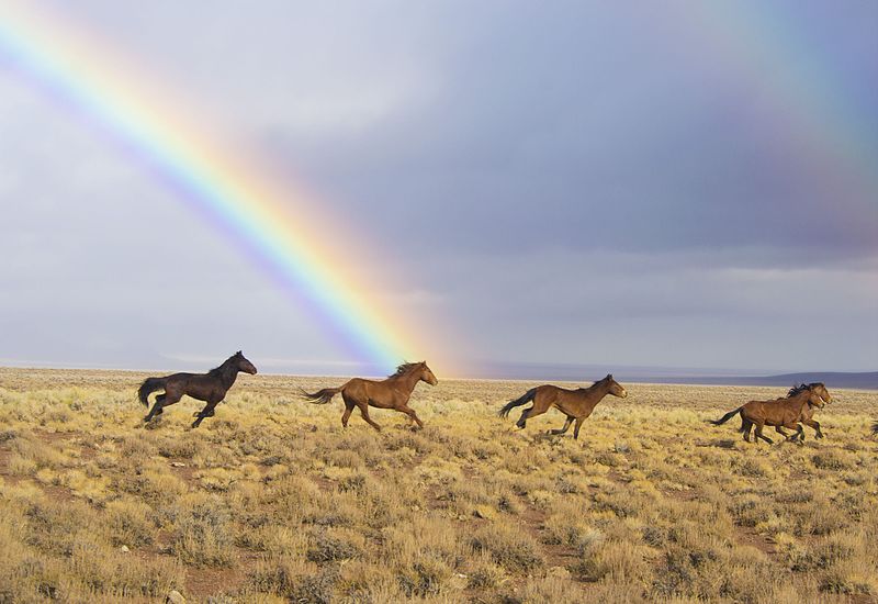 File:2017 Reveille Wild Horse Release, central NV.jpg