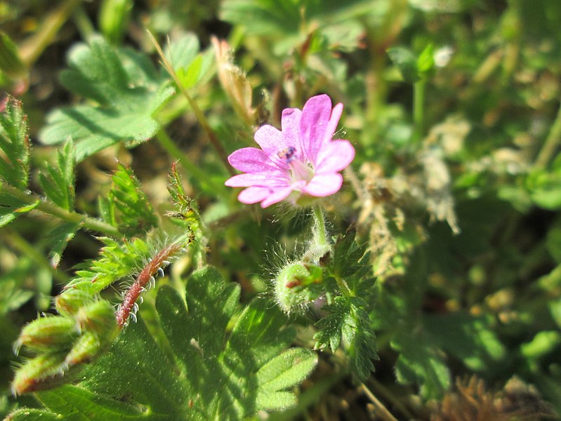 File:20180420Geranium molle4.jpg