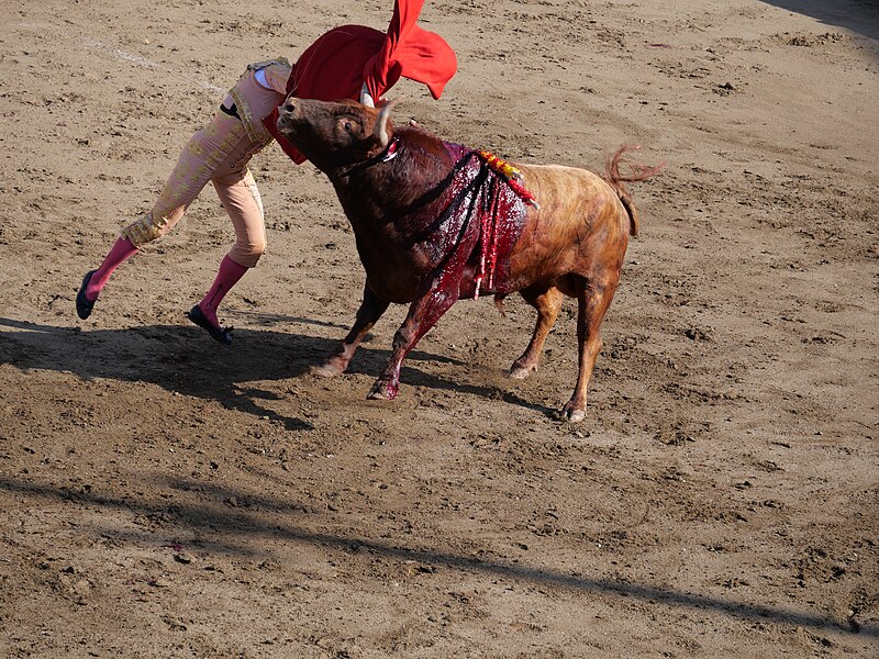 File:20220717 - Céret de toros - 2 - Lumbrero - Sánchez Vara 40.jpg