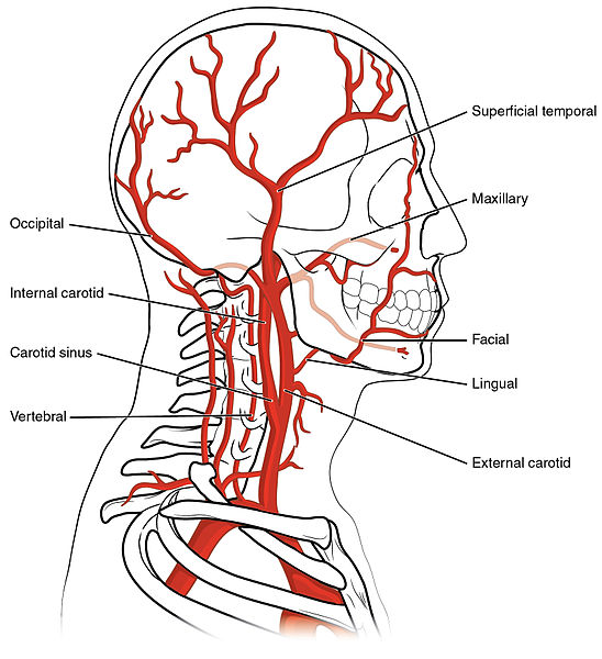 File:2122 Common Carotid Artery.jpg