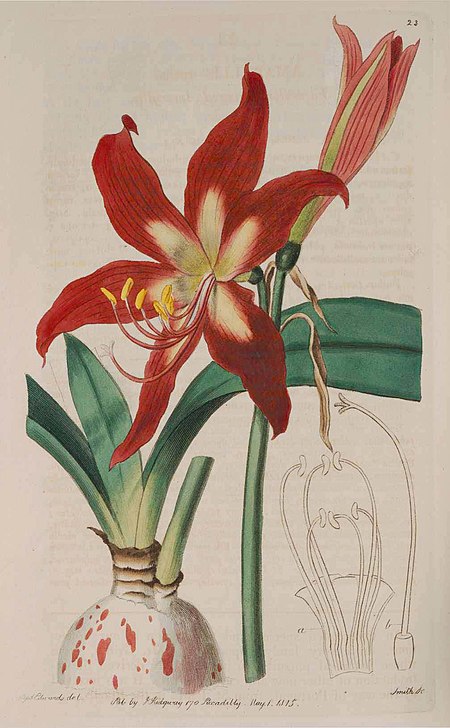 Hippeastrum_striatum