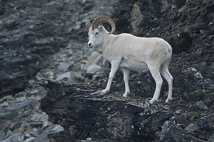 Dall sheep near Savage River