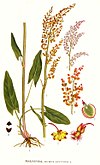 359 Rumex acetosa.jpg