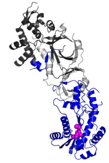 RNASEH2A Protein-coding gene in the species Homo sapiens