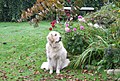 Fire år gammel Golden Retriever