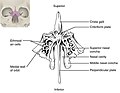 File:710 Ethmoid Bone.jpg - Wikimedia Commons