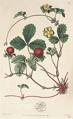 Vignette pour Potentilla indica