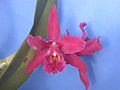 A and B Larsen orchids - Brassolaeliocattleya Chia Lin New City DSCN8029.JPG