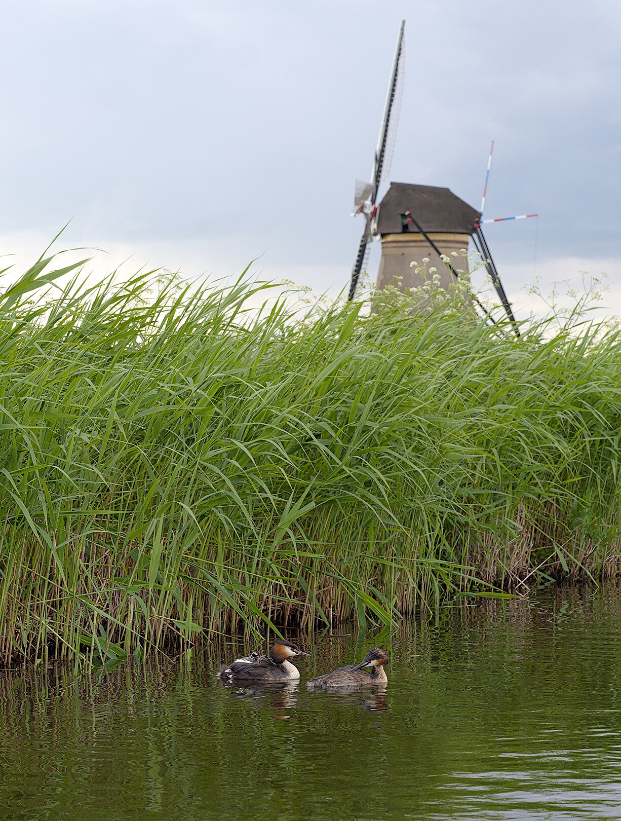 en:Great crested grebe