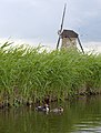 * Nomination A family of great crested grebe (Podiceps cristatus) in Boezems Kinderdijk (Molenlanden, The Netherlands) --Trougnouf 10:46, 11 March 2023 (UTC) * Promotion  Support Good quality and a nice motive. --Der Angemeldete 12:22, 11 March 2023 (UTC)