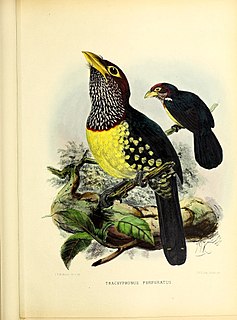 Yellow-billed barbet