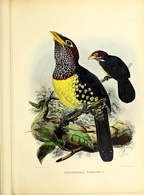 A monograph of the Capitonidæ, or scansorial barbets (20175874265) .jpg