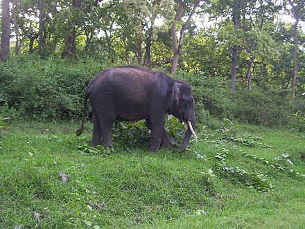 A roaming Elephant in Mudumalai National Park