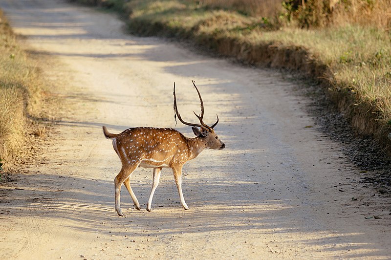 File:A spotted deer crossing a road inside Jim Corbett national park, Uttarakhand, India.jpg