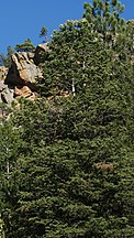Tree, Cimarron Canyon State Park, New Mexico