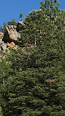 Tree, Cimarron Canyon State Park, New Mexico