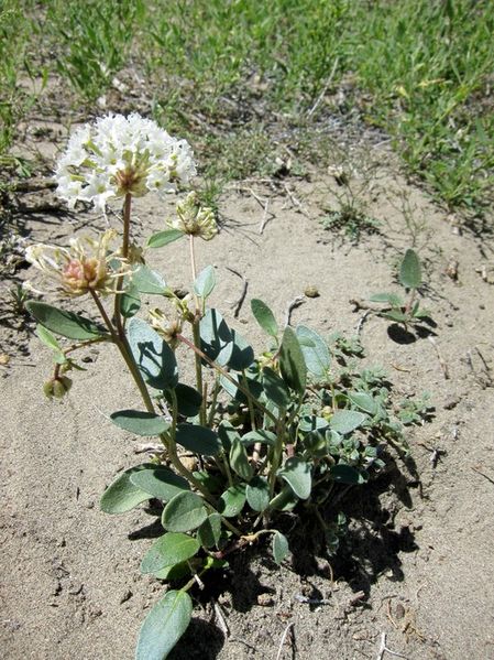 File:Abronia elliptica.jpg