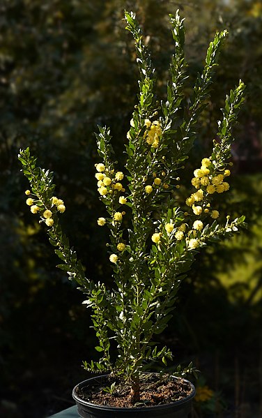 File:Acacia armata A.jpg