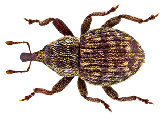 <i>Acalles ptinoides</i> Species of beetle
