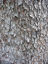 Bark on a mature tree Acer pseudoplatanus textura del tronco.jpg