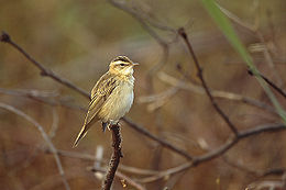 Ežerinė nendrinukė (Acrocephalus schoenobaenus)