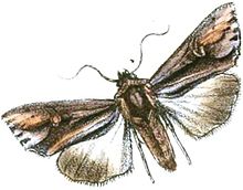 Actinotia intermediata.JPG