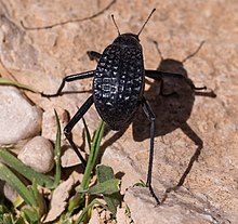 Adesmia ground beetle (50712).jpg