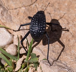 Adesmiini Tribe of darkling beetles