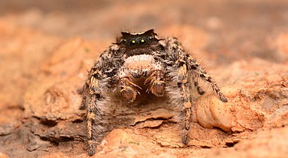 Adult male Phidippus carolinensis face.jpg