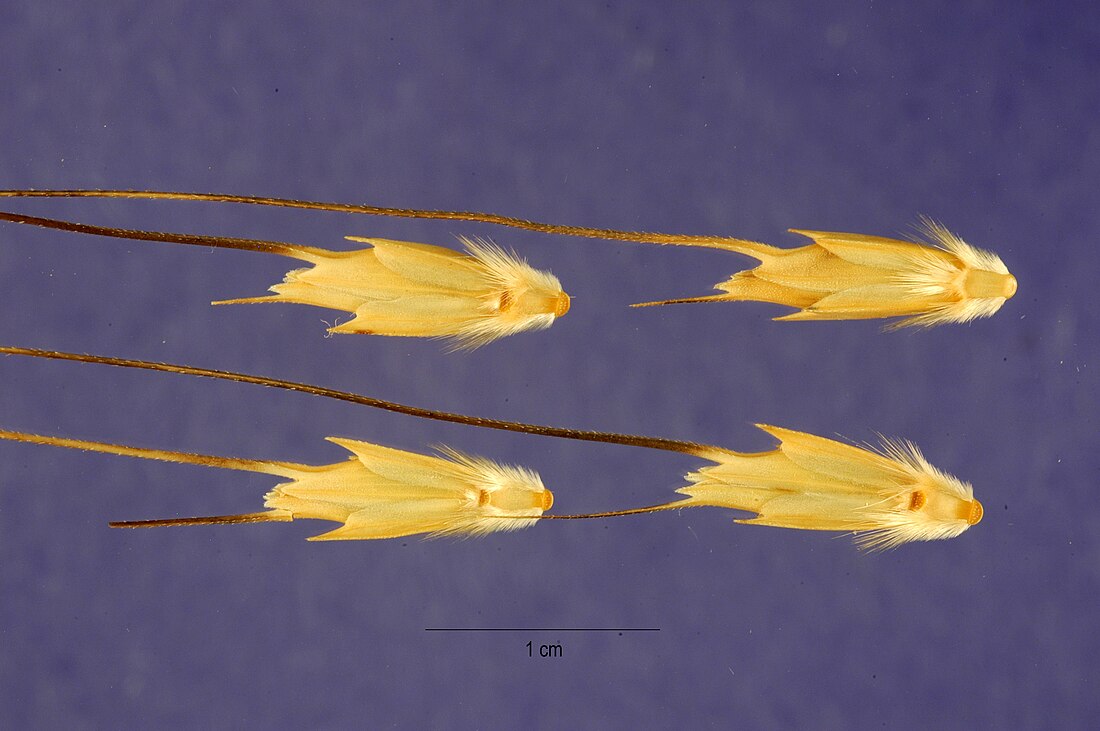 Aegilops bicornis