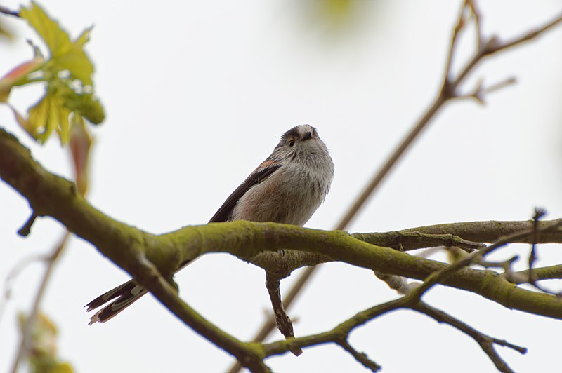 File:Aegithalos caudatus 188565057.jpg