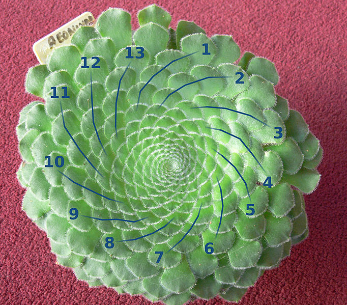 File:Aeonium tabuliforium 2 spirals 13.jpg